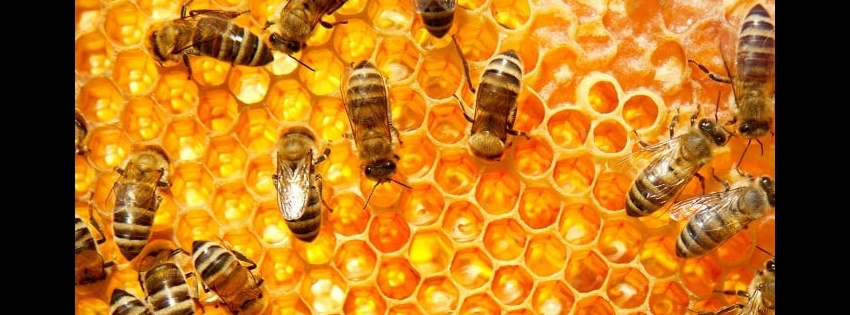 Egem Av Bayii Resmi web sitesi promo